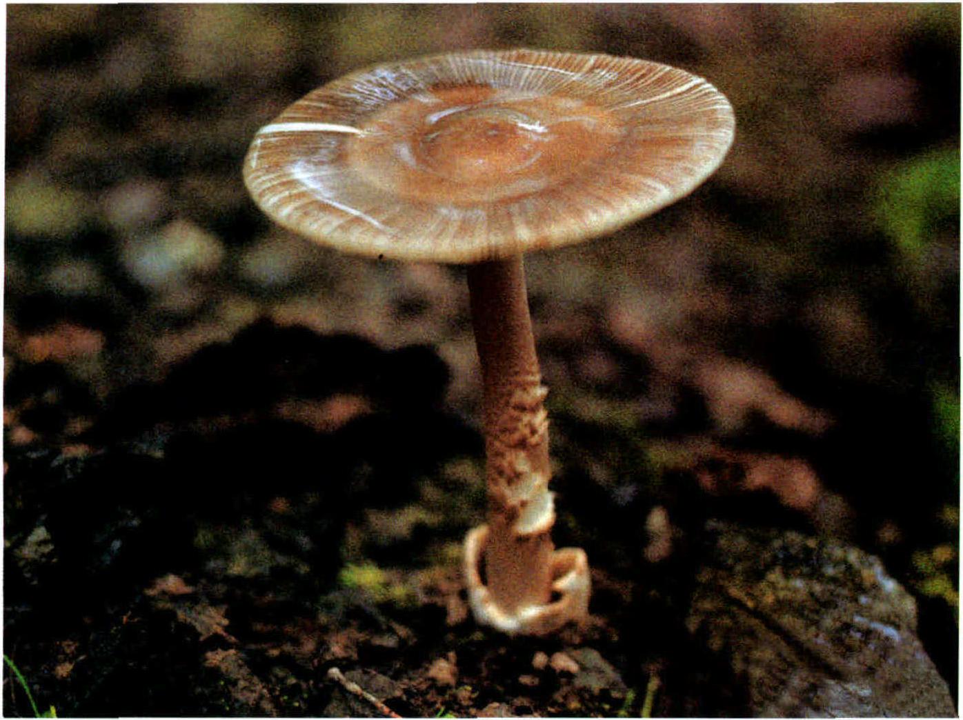 Amanita atrofusca Zhu L.Yang